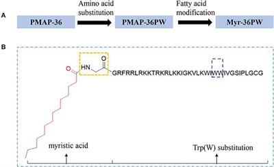 N-terminal Myristoylation Enhanced the Antimicrobial Activity of Antimicrobial Peptide PMAP-36PW